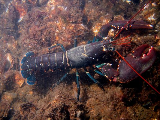 European lobster (Hommarus gammarus)_Bart Braun
